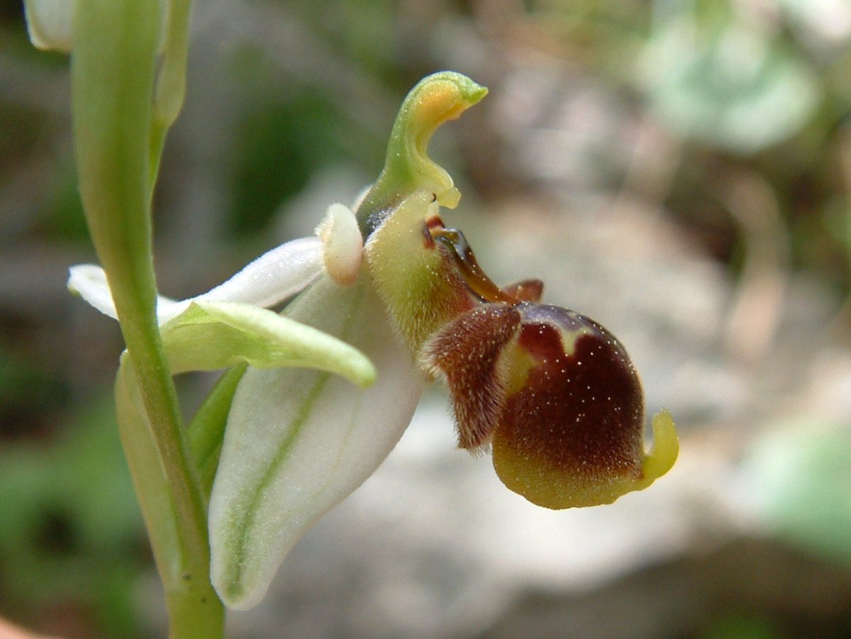 Ultime orchidee per quest''anno - Dalla Grecia con passione